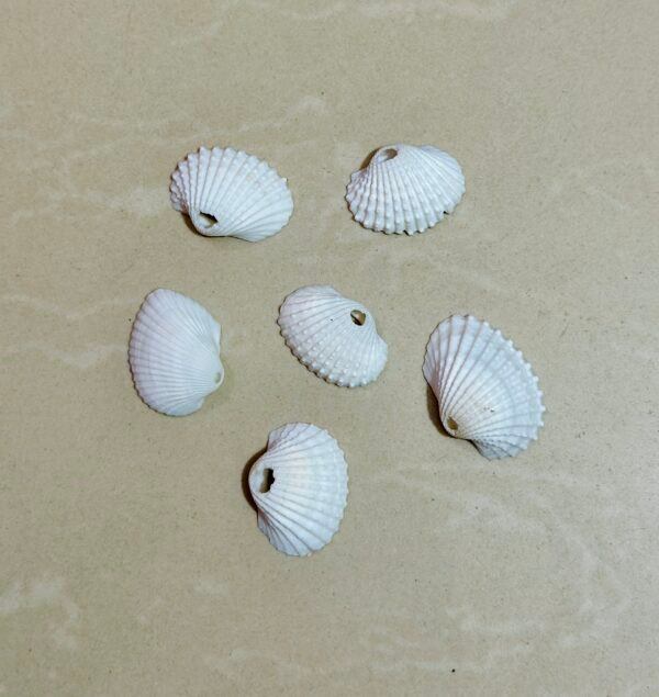 Shell, shells, shell for resin art, shell for arts & craft, shell for crafting, shells for crafting, shells for resin art, shell for resin art work, shells for resin art work, ocean accessories, ocean making items, shell for ocean design, shell for ocean, ocean shell