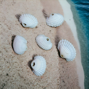 Shell, shells, shell for resin art, shell for arts & craft, shell for crafting, shells for crafting, shells for resin art, shell for resin art work, shells for resin art work, ocean accessories, ocean making items, shell for ocean design, shell for ocean, ocean shell