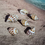 Shell, shells, shell for resin art, shell for arts & craft, shell for crafting, shells for crafting, shells for resin art, shell for resin art work, shells for resin art work, ocean accessories, ocean making items, shell for ocean design, shell for ocean, ocean shell