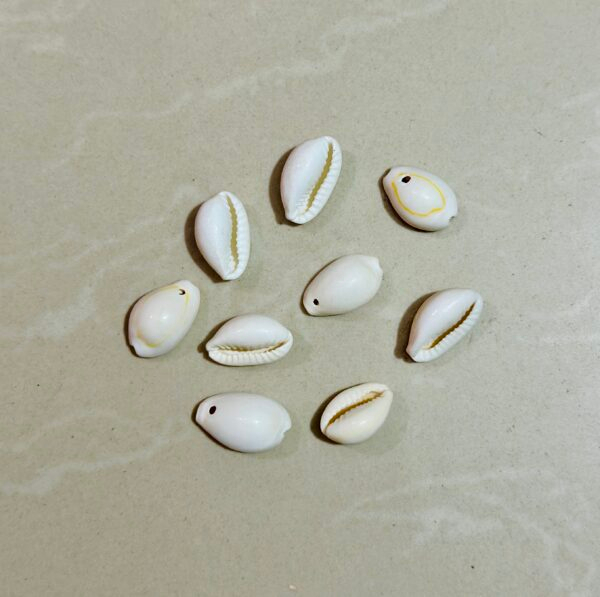 Shell, shells, shell for resin art, shell for arts & craft, shell for crafting, shells for crafting, shells for resin art, shell for resin art work, shells for resin art work, ocean accessories, ocean making items, shell for ocean design, shell for ocean, ocean shell