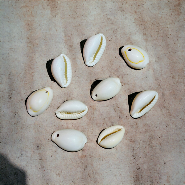 Shell, shells, shell for resin art, shell for arts & craft, shell for crafting, shells for crafting, shells for resin art, shell for resin art work, shells for resin art work, ocean accessories, ocean making items, shell for ocean design, shell for ocean, ocean shell